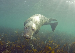 Grey seal. Farne Islands. 10.5mm. by Mark Thomas 